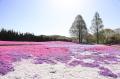 【広島／世羅】芝桜が見ごろを迎えています　芝桜とネ