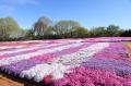 【広島／世羅】芝桜が見ごろを迎えています　芝桜とネ