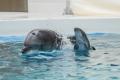 【神戸須磨シーワールド】飼育員が生きものを詳しく解