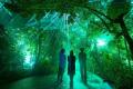 京都府立植物園の幻想的なアートナイトイベント 「LIG