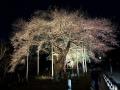 【飛騨高山・岐阜県高山市】荘川桜のライトアップが始
