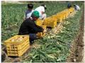 100年以上の歴史 なにわの伝統野菜“泉州黄たまねぎ”　