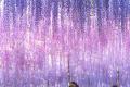 350本の藤が咲き誇り、百花繚乱の園内となっておりま