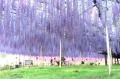 350本の藤が咲き誇り、百花繚乱の園内となっておりま
