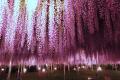 350本の藤が咲き誇り、百花繚乱の園内となっておりま
