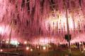 350本の藤が咲き誇り、百花繚乱の園内となっておりま