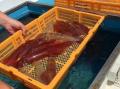 休暇村竹野海岸では、水揚げされた烏賊を供養し今後の