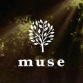 【シーシャ業界店舗数No.1*】musch/museグループが大