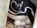 【上越市立水族博物館 うみがたり】繁殖シーズンに、
