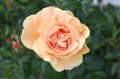 石和名湯館 糸柳、初の「薔薇の小道フェスタ 2025」を