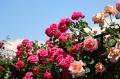 石和名湯館 糸柳、初の「薔薇の小道フェスタ 2025」を