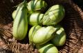 【旬の無農薬野菜＆ハーブをお届け】エルビュー株式会