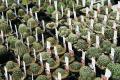 関西最大級の植物販売イベント『第5回天下一植物界 in