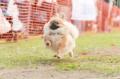 愛犬と一緒に楽しめるコンテンツが充実の『GOGO DOG F