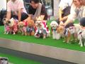 愛犬と一緒に楽しめるコンテンツが充実の『GOGO DOG F