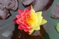 初夏の訪れ・スイレンの花と絵画のような世界と香りを