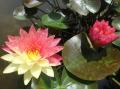 初夏の訪れ・スイレンの花と絵画のような世界と香りを
