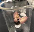 【国立科学博物館】あえて「臭く」進化した花たちのニ