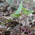 あえて「臭く」進化した花たちのニオイを生み出utf-8