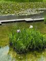 加茂荘花鳥園（静岡県掛川市）：花菖蒲・アジサイシー