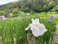 加茂荘花鳥園（静岡県掛川市）：花菖蒲・アジサイシー