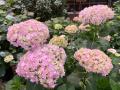 加茂荘花鳥園（静岡県掛川市）：花菖蒲・アジサイシー