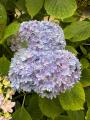 加茂荘花鳥園（静岡県掛川市）：花菖蒲・アジサイシー