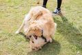 横浜で大人気ドッグフェス【GOGO DOG FES】が三井アウ