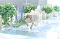 永遠の誓いは愛犬（かぞく）に見守られて。愛犬同伴OK