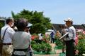 バラ まもなく見頃です（国営ひたち海浜公園）