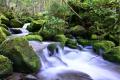 【飛騨高山・岐阜県高山市】乗鞍山麓五色ヶ原の森オー