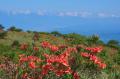 初夏はレンゲツツジの花咲く高ボッチ高原へ行っutf-8