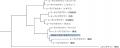 対馬でカワウソの生息を約５年ぶりに確認 ー 対utf-8