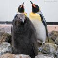 キングペンギンの人工授精に４年ぶりに成功しました！