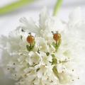 花それぞれが素敵な意味を持つ「花言葉」をモチーフに