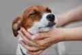 犬がマウンティングするのはなぜ？やめさせる方法も解