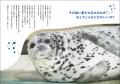 【アザラシ足りてますか？】水族館から野生の姿までか