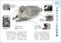 【アザラシ足りてますか？】水族館から野生の姿までか