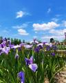【賀茂しょうぶ園】愛知県内で最大規模！豊橋市の初夏