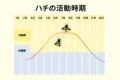 蜂の活動ピーク到来！夏から秋にかけて増えるハチのト