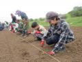 地域とサポーターで育む４０万本のひまわり畑