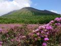 【霧島市】霧島山の「ミヤマキリシマ」が見頃を迎えま