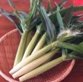 “夏先取り”イベント！産地直送の新鮮な朝採れ夏野菜が