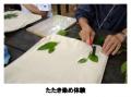 六甲高山植物園×伊丹市昆虫館夏イベント「しょくutf-8