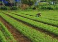 東京都産の採れたて旬野菜とハーブで新しい食体utf-8