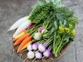 東京都産の採れたて旬野菜とハーブで新しい食体utf-8
