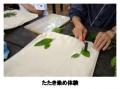 六甲高山植物園×伊丹市昆虫館 夏イベント「しょくぶつ