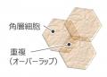 角層の重複を解くふきとり化粧水の処方化に成功