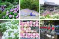 ～「#紫陽花傘フォトコン2025」を今年も開催～ 全国34