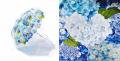 ～「#紫陽花傘フォトコン2025」を今年も開催～ 全国34